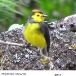 Collared Redstart